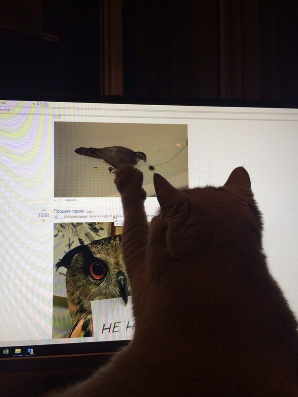 Бесстрашный охотник