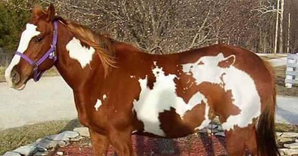 рыжеватое пятно на боку вороного коня. рыже пегая лошадь. рыжеватое пятно на боку вороного коня. рыжеватое пятно на боку вороного коня. рыжеватое пятно на боку вороного коня.