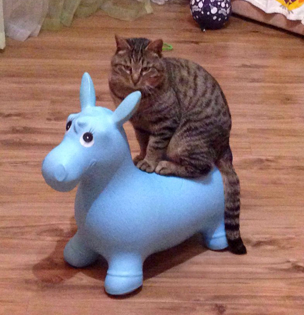 ��������, ������!