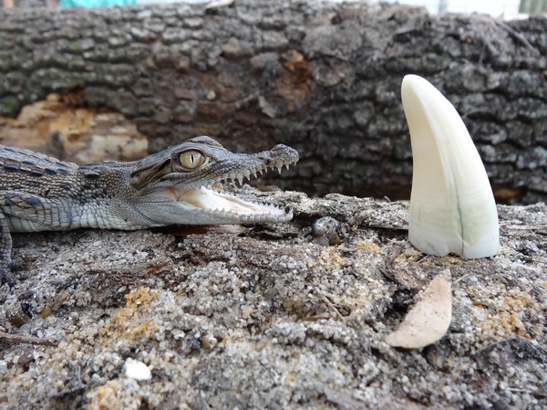 Новорожденный гребнистый крокодил рядом с зубом взрослой особи своего же вида Крокодилы, Зубы, Размер, Пресмыкающиеся, Животные