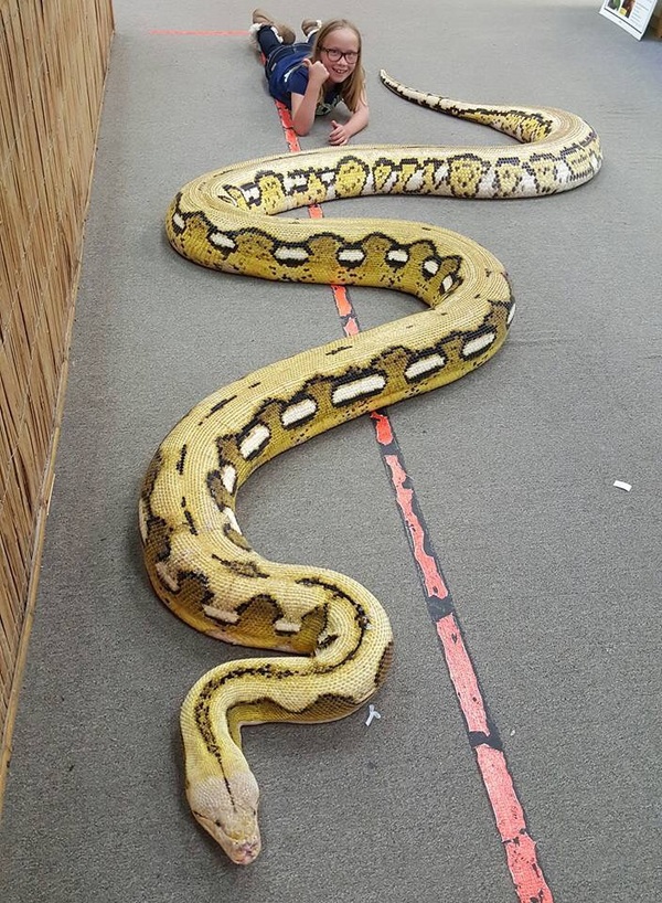 Крупный сетчатый питон на калифорнийской выставке рептилий