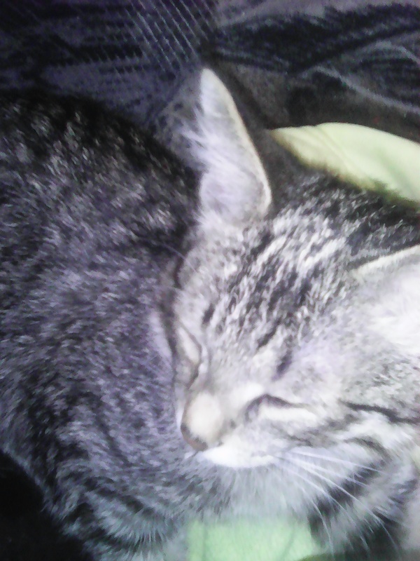 ���� ��� ����������