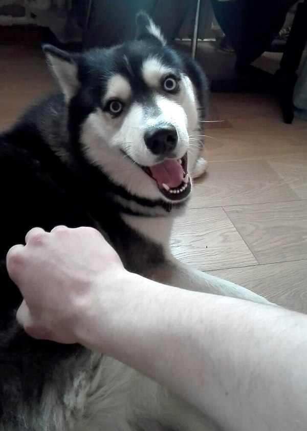 Кто сказал "Еда"?