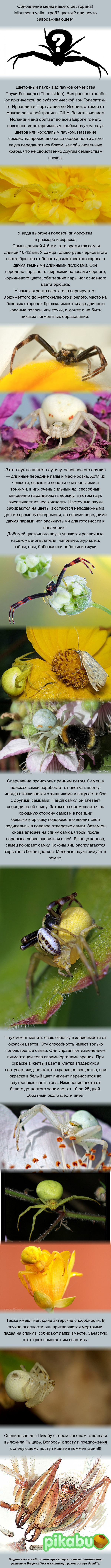    !  . ,  , , Misumena vatia