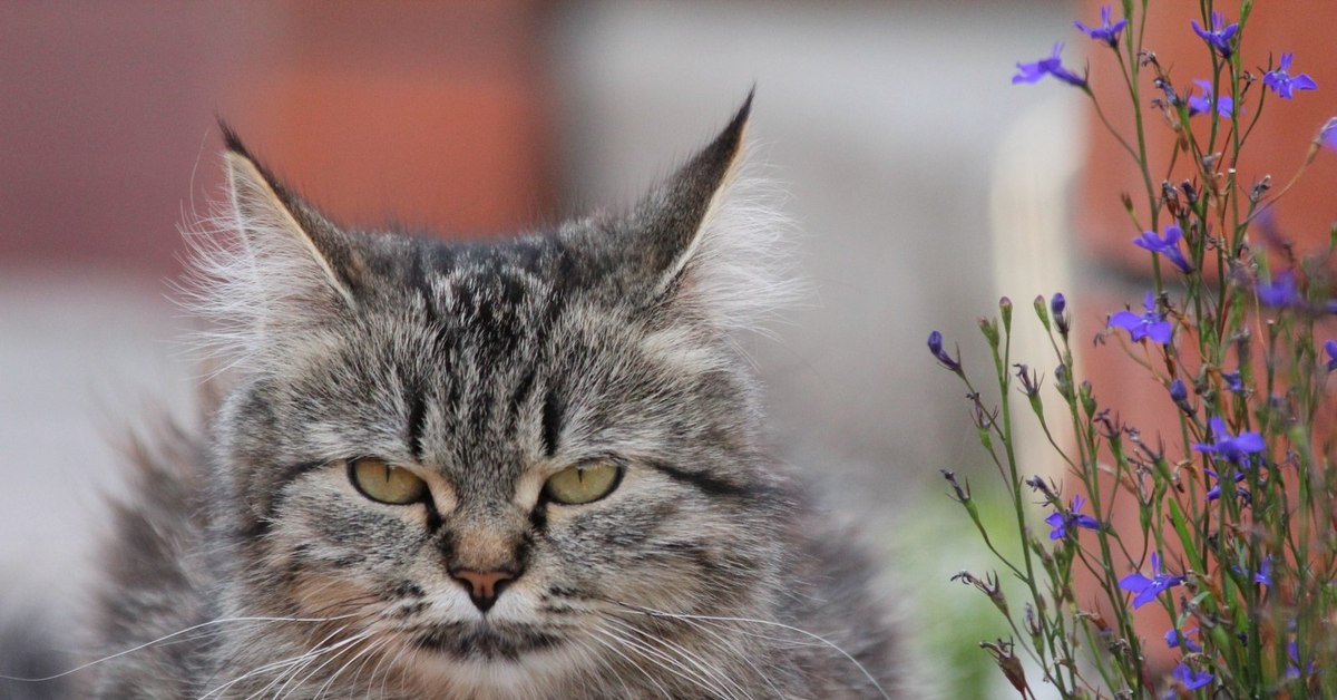 Птички котики злость.