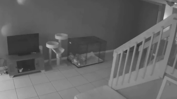 Котонормальное явление | Пикабу