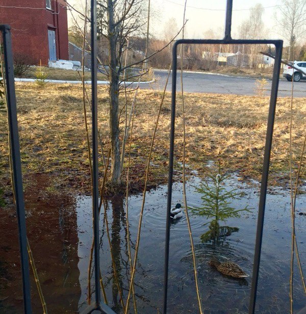 Только в России...