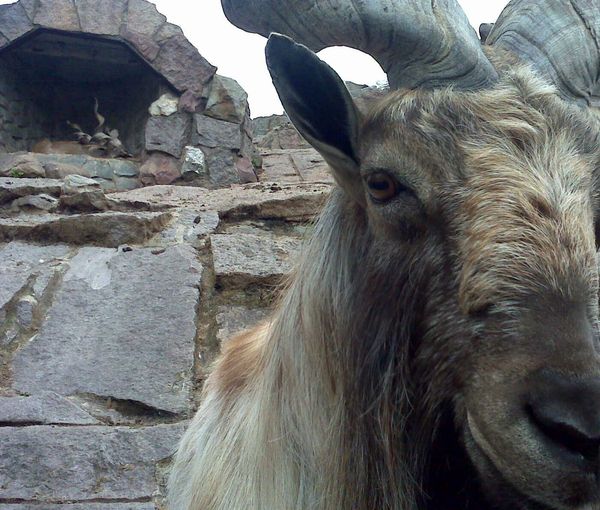 ������ � ��������: - ���� ��������?