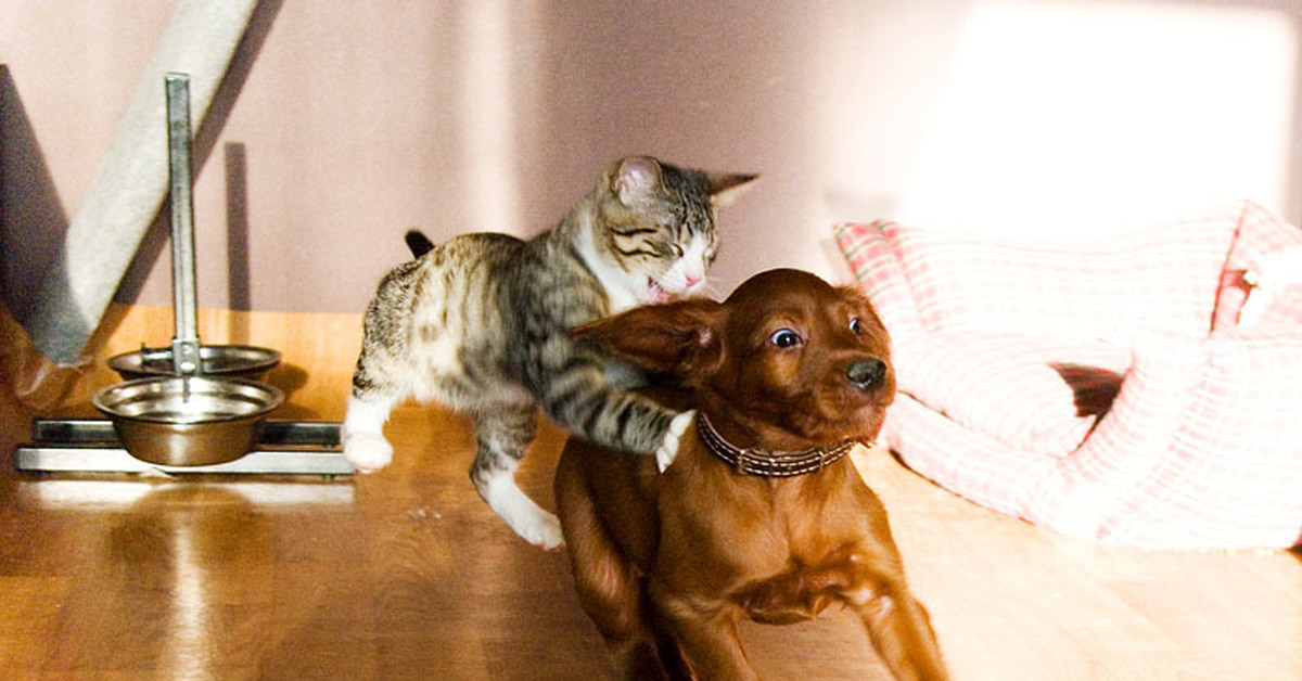 Кошки гоняют собак. Кошки и собаки. Собаки для квартиры. Смешные кошки и собаки. Драка кошки и собаки.