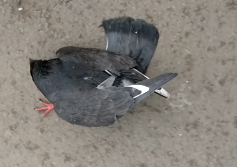 ������ ������