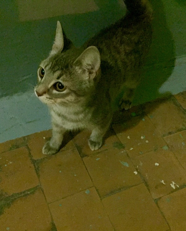 Которебенок ищет дом. Спб.