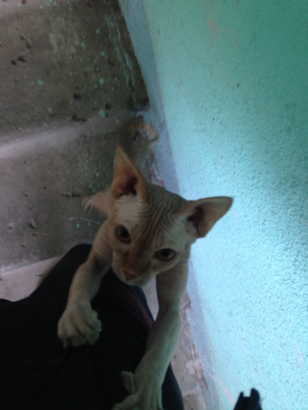 Кот чт задумал, опасно...