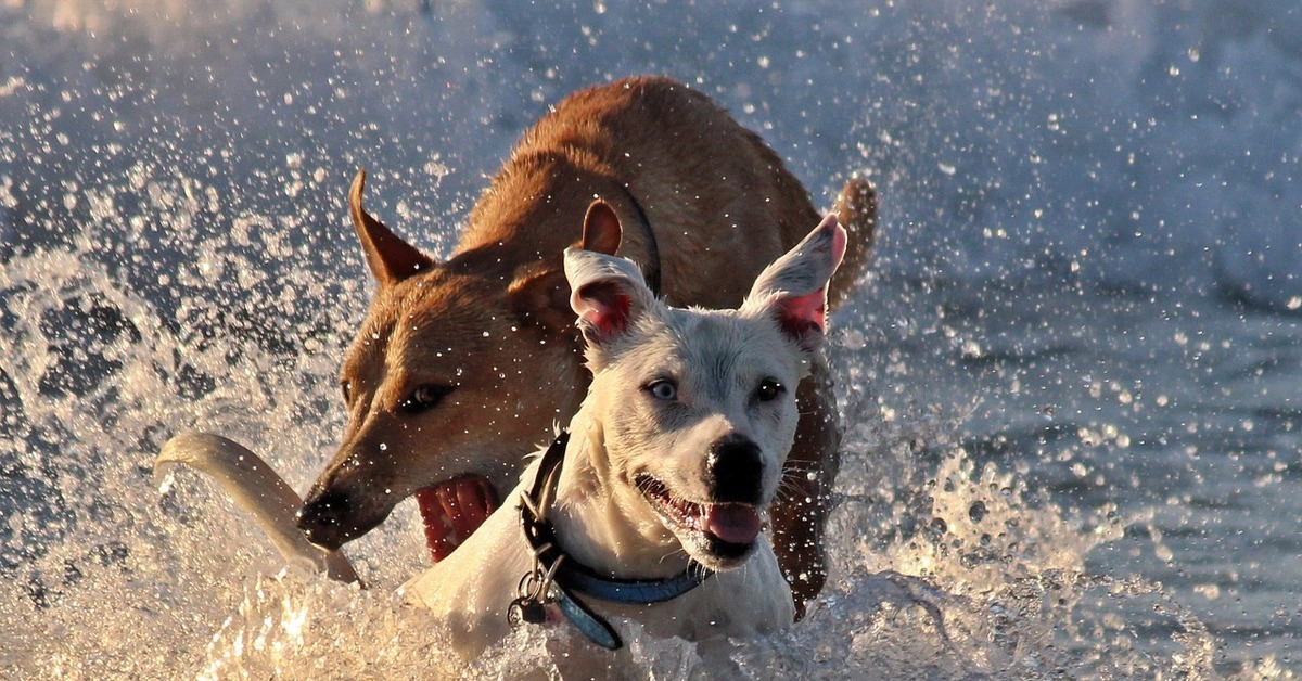 Собака звон. Собака на пляже. Веселье собака. Собака пляж играет. Собака в движении.
