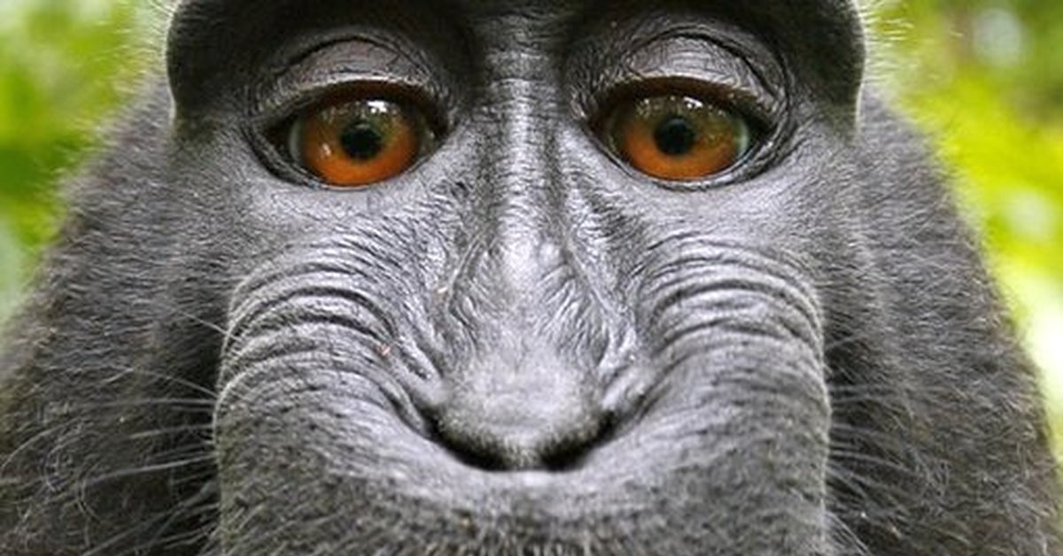 Чучела животных. Гиббон зубы. Упоротая обезьяна. Кричащий гиббон. Таксидермист обезьяна.