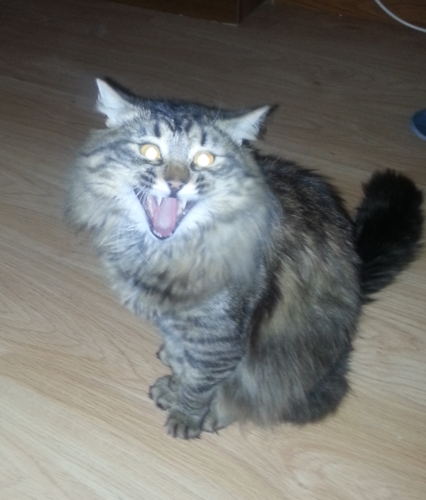 Всем добра и котиков)) первый пост