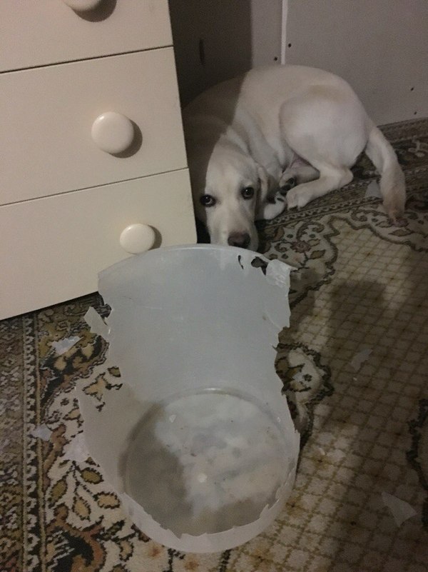 Один раз укусил....