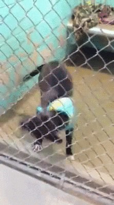 &quot;   !&quot;