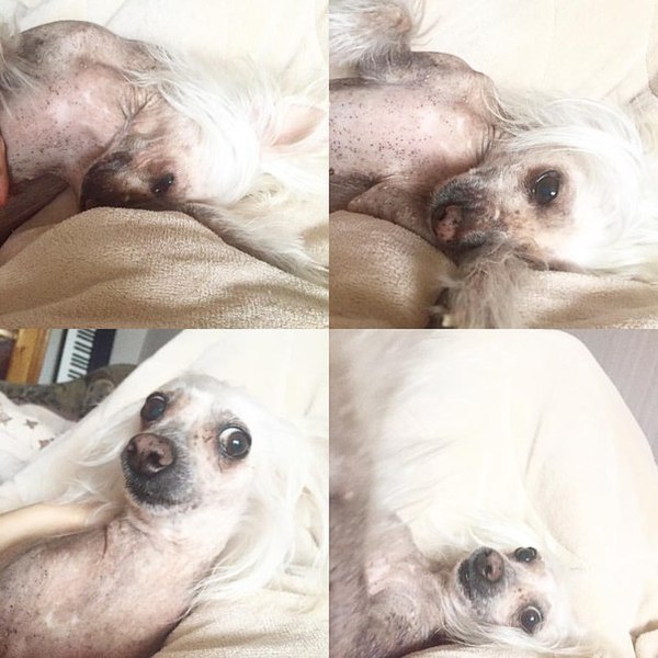 Кажется моя собака видела свое отражение