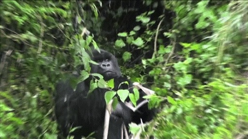       ,  -       