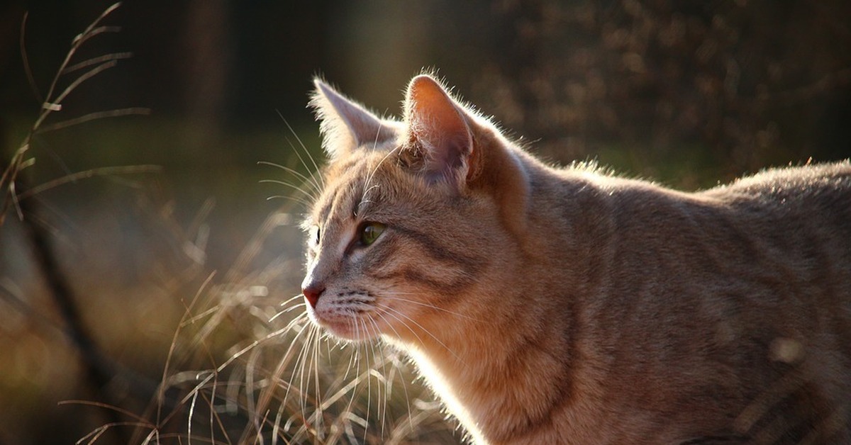 Звуки животных котов. Felis Silvestris lybica. Степная кошка. Марал кошка. Степная кошка фото.