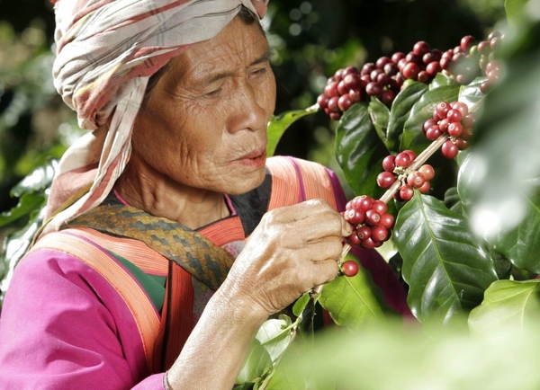 Как производят один из самых дорогих кофе из слоновьего г. Кофе, Слоны, Фекалии, Самы дорогой, Сериво, Тег, Длиннопост