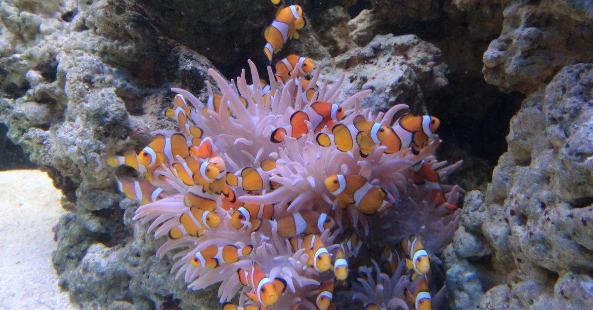 Отношения рыбы клоуна и актинии. Рыба клоун и актиния. Рыбка клоун в актинии. Рыба клоун и актиния симбиоз. Рыба клоун и морской анемон симбиоз.