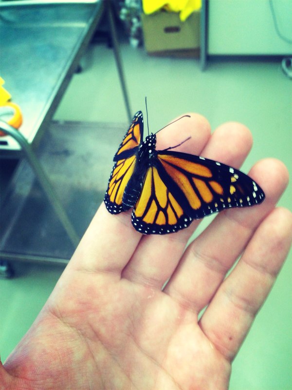 � ��� �������� �� ������� ���������� ������� ��������