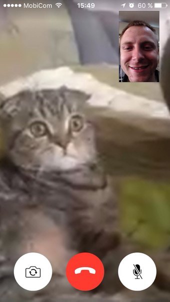 Когда котэ не ждёт звонка...