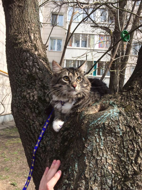 Помогите найти кота - пусть наша семья воссоединится!