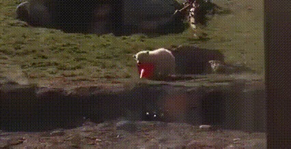   . 9GAG, , , , 