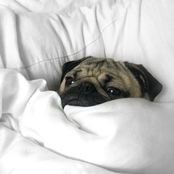 Всякий раз, когда утром нужно вставать на работу, я выгляжу вот так