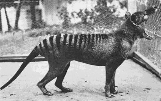 They want to revive the extinct marsupial wolf. Scientists will receive a grant of $10 million for this. - My, Scientists, Research, TASS, news, Marsupial wolf, Extinct species