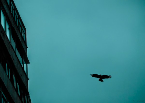 Ты, одинокая птица?