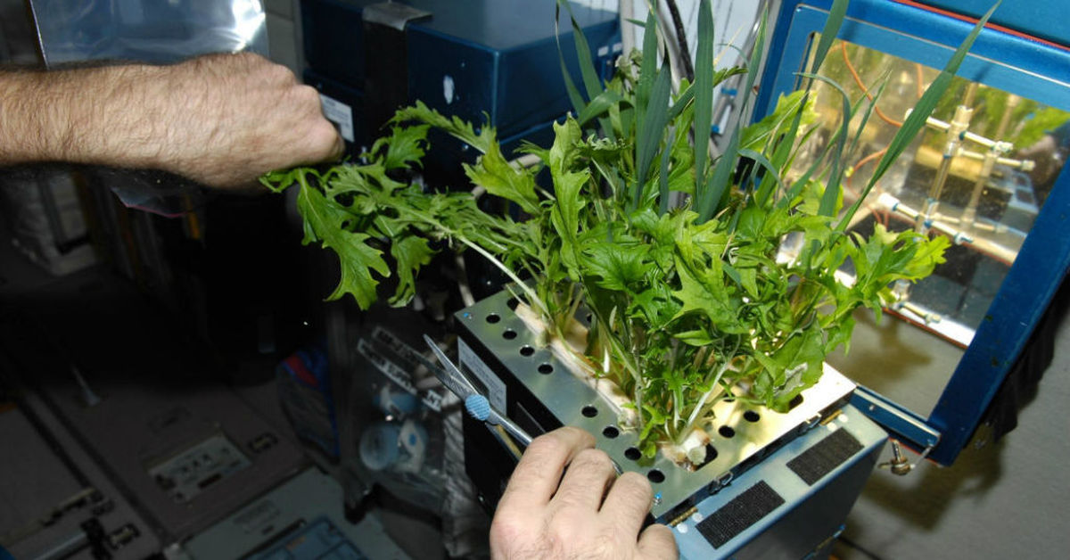 Какой овощ вырастили на космической станции. Оранжерея Veggie МКС. Редиска на гидропонике. Оранжерея на МКС Россия. Растения на МКС.