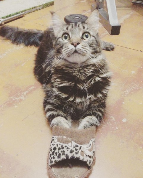 ������� ��� ������.