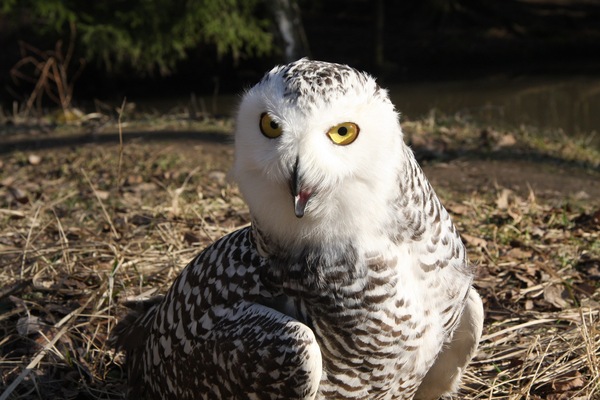 ��� �������-� �������)))