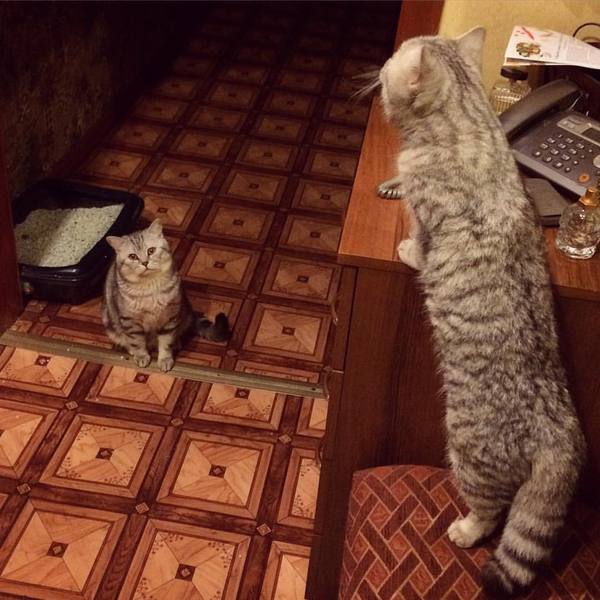 Рапуууунцель, спусти свою коооосуууу