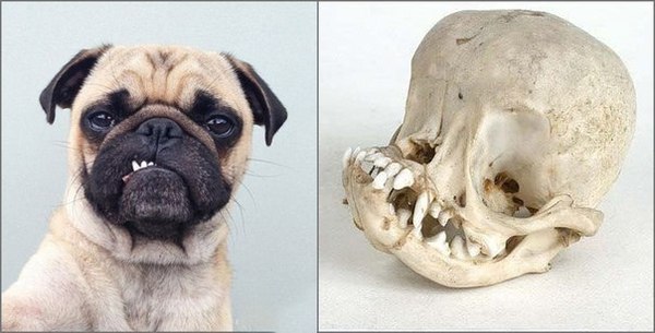 Мопсы после смерти еще страшнее.