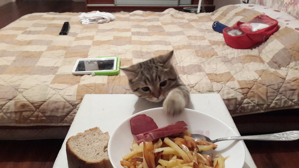 Маленький воришка