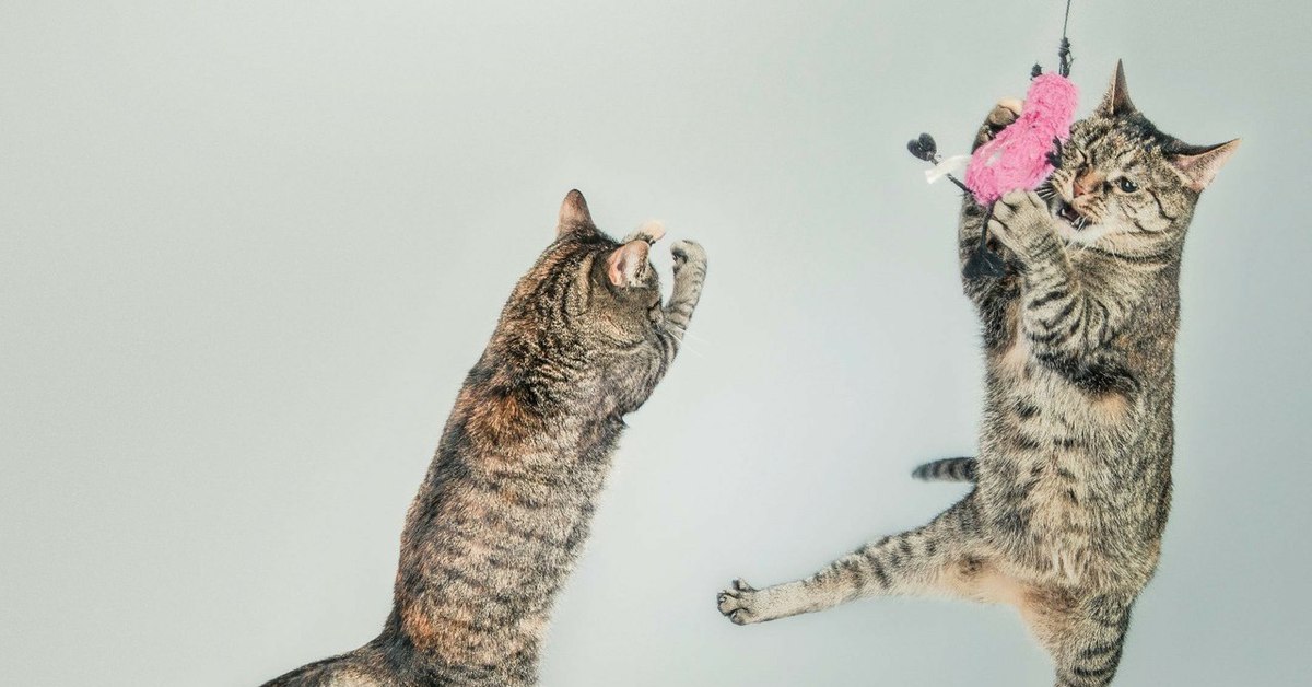 Stop cat. Кошка и хозяин. Успешный котик. Рыбка для кошки. Кот и кошка в раковине.