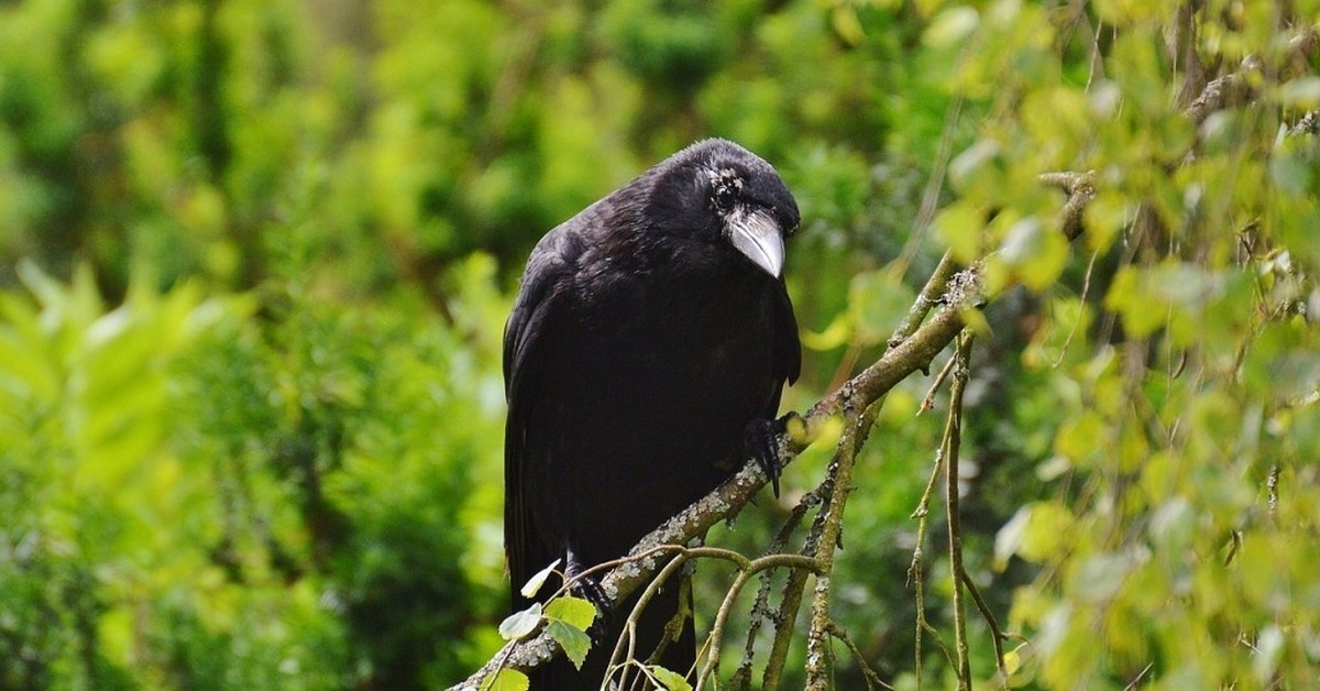 Натур птица. Ворон обыкновенный. Лесной ворон. Черная птица в лесу. Черный ворон.