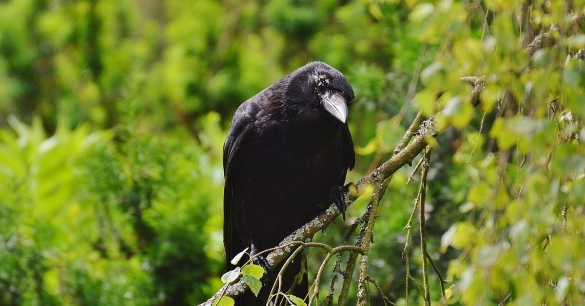 Crow finding. Ворон обыкновенный. Лесные вороны. Черная птица в лесу. Черный ворон.