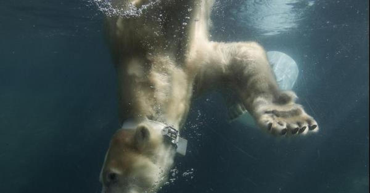 Медведь плавает скорость. Медведь под водой. Белый медведь плывет. Белый медведь ныряет. Белый медведь под водой.