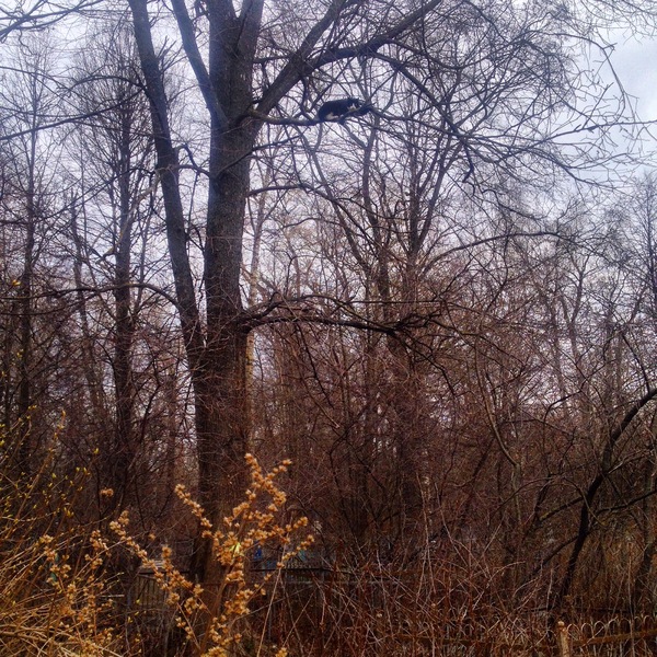 ����� ���������. ���� ���������..