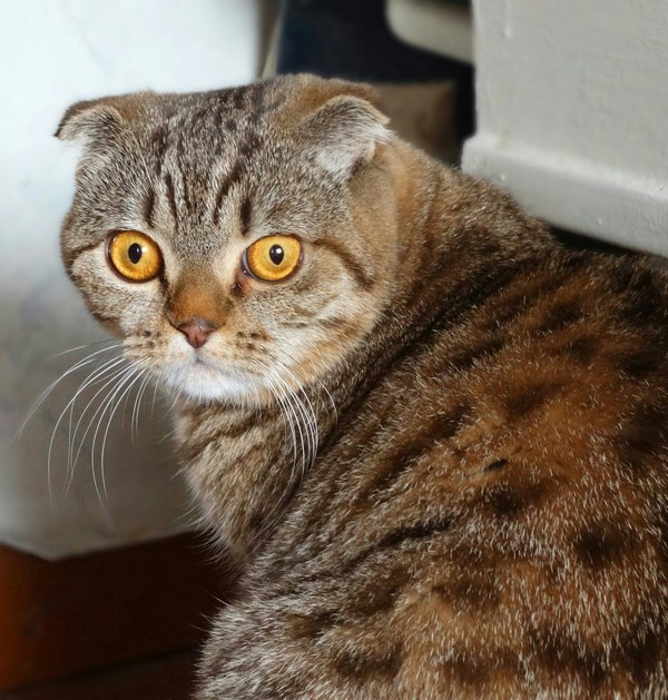 Фотогеничная Мэри Шотландская вислоухая, Шотландскаявислоухая, Кот, Фото, Животные, Эмоции, Длиннопост