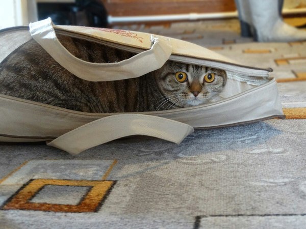 Фотогеничная Мэри Шотландская вислоухая, Шотландскаявислоухая, Кот, Фото, Животные, Эмоции, Длиннопост