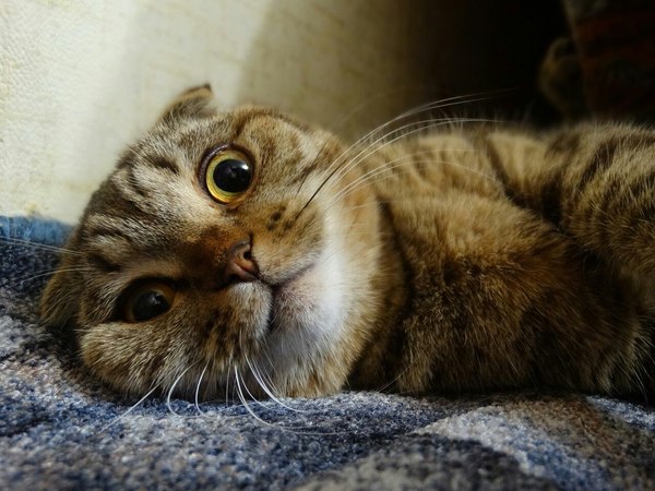 Фотогеничная Мэри Шотландская вислоухая, Шотландскаявислоухая, Кот, Фото, Животные, Эмоции, Длиннопост