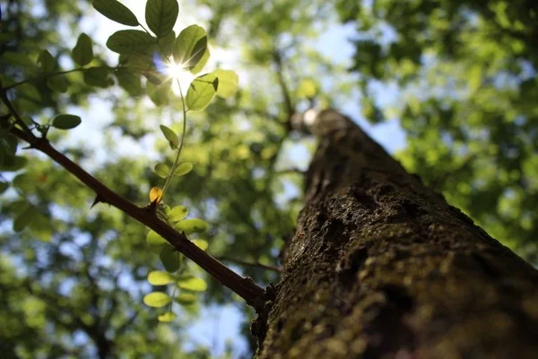 Awesome acacia. Or something like that, but beautiful) - My, The photo, Nature, Spring, The nature of Russia, Acacia