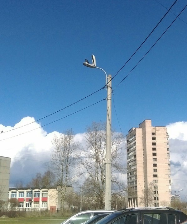 А Вы когда-нибудь видели голубя-электрика?