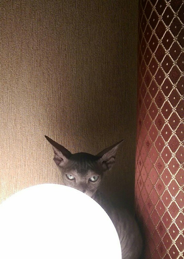 Подарили котенка, боюсь спать с ним в одной комнате)